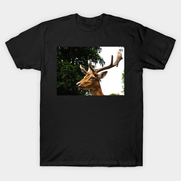 Portrait of a Deer T-Shirt by Ladymoose